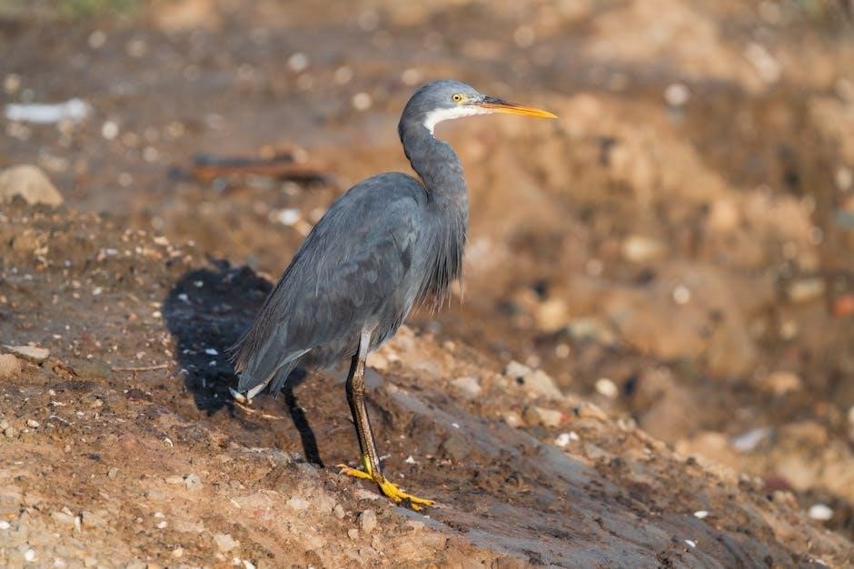 koronka do miłosierdzia bożego pdf